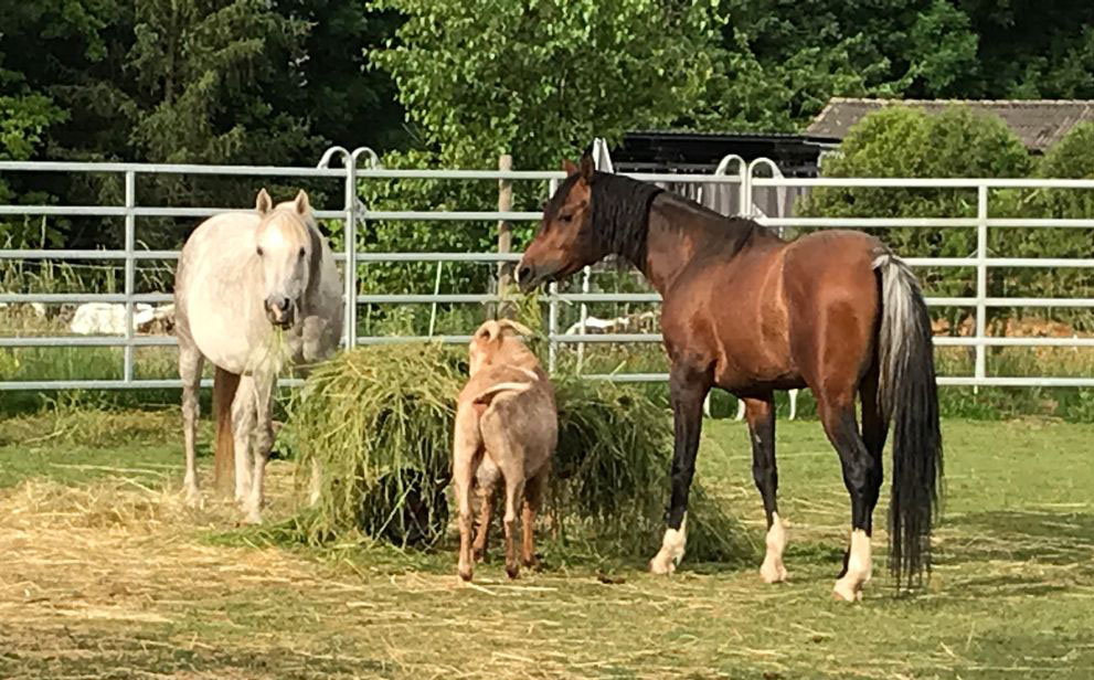 Sabun, Lionel und FASI