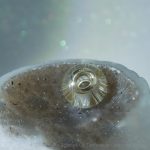 Die GOLDSTAR L Großlochperle - ein strahlendes Symbol für Tierliebe. Edles Design mit massiven Goldkernen, perfekt als Blickfang an Armbändern oder Ketten. Zeitlose Eleganz, die Ihre einzigartige Bindung hervorhebt.