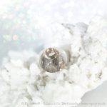 Zeitlose Eleganz mit der EQUIBEAD GOLDSTAR L ROSÈ Großlochperle in 585 Rot- oder Roségold massiv von Equiartes®